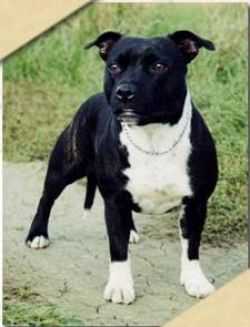 Cassius Pea Of Speed Hunter | Staffordshire Bull Terrier 