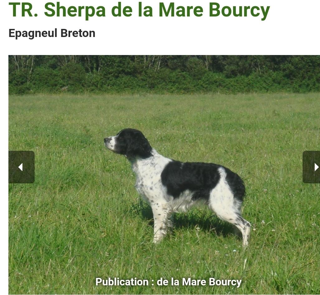 SHERPA de la Maree Bourcy | Brittany 