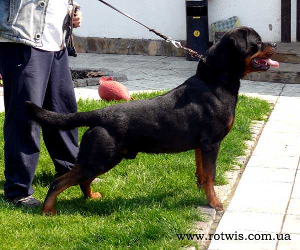 Loukas vd Leuchtenbrcuke | Rottweiler 