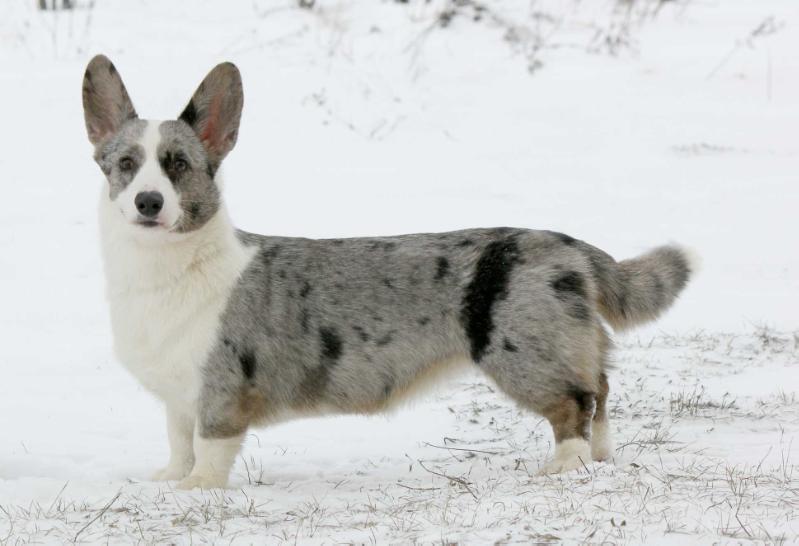 Royal Heritage Afrodita | Cardigan Welsh Corgi 