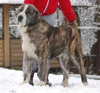 ??? ????? ????? | Central Asian Shepherd Dog 