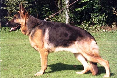 Ricky von Haus Rupp | German Shepherd Dog 