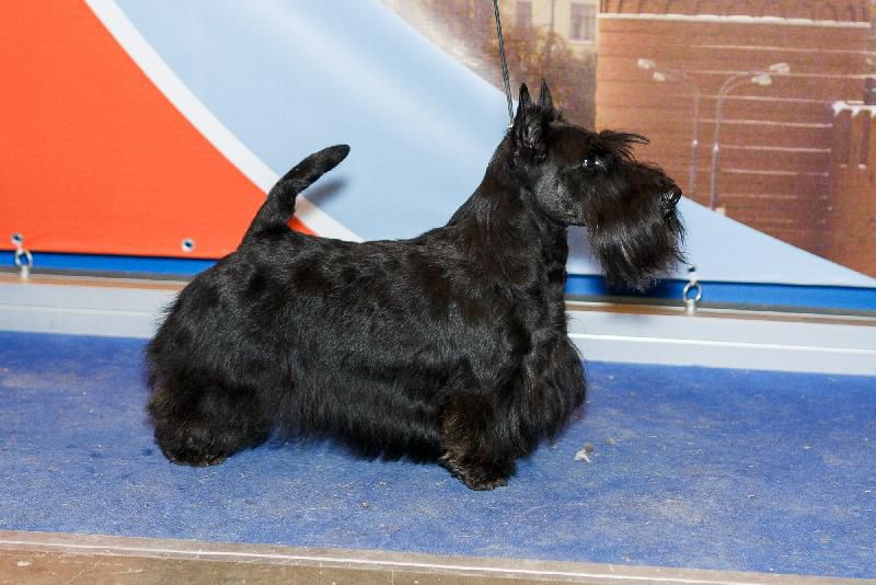 Anstamm Demur Lone Star | Scottish Terrier 