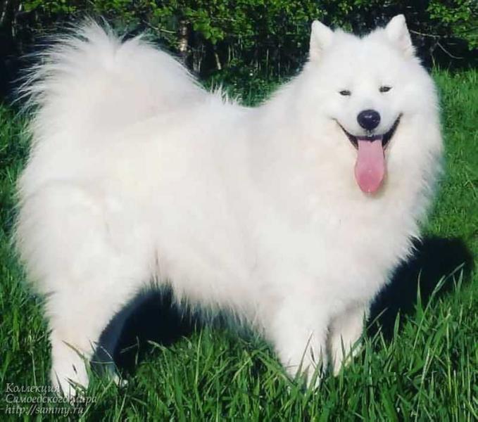 Poligen Shakespeare | Samoyed 