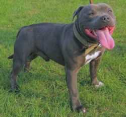 THE BLUE GENTLEMAN | Staffordshire Bull Terrier 