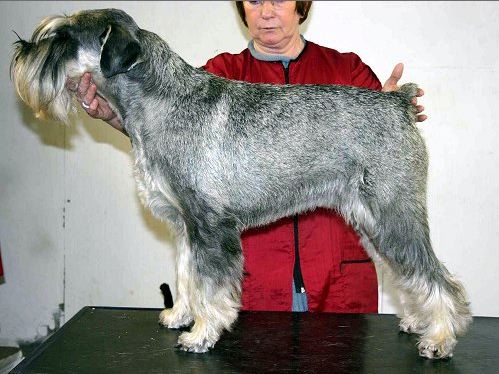 Batya du Fayimi | Standard Schnauzer 