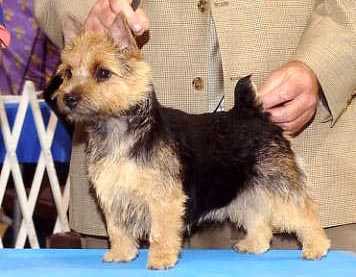 Norieland's Doing The Maralinga | Norwich Terrier 