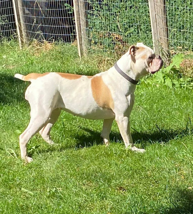 Steel City Rosie | American Bulldog 
