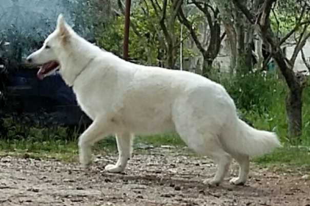 Laika di Chiara Sorgente | White Swiss Shepherd Dog 