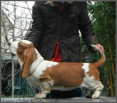 Lavinia Avaleur du Sabre | Basset Hound 