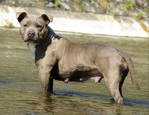 Doll'Killready de la Maison d'Este | American Staffordshire Terrier 