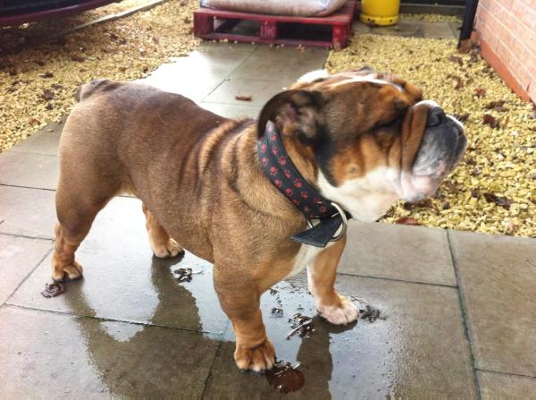 Nelordion Gold Princess | Bulldog 