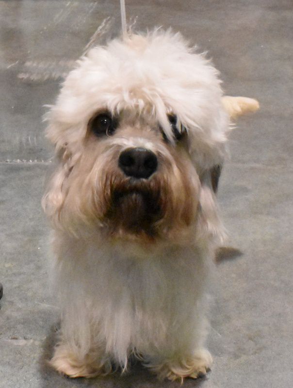 Glahms Golden Treasure | Dandie Dinmont Terrier 