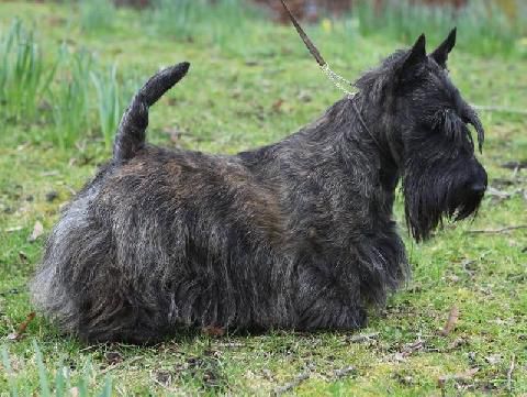 Trakside Mr Goodbar | Scottish Terrier 