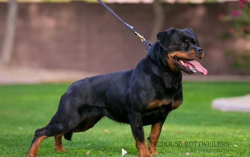 Vanca vom Hause Anin | Rottweiler 