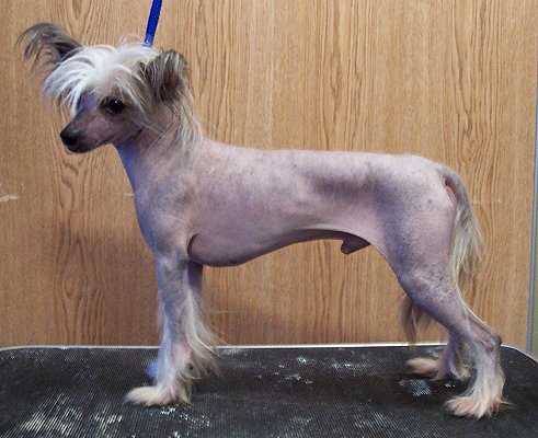 Orchid's Darius | Chinese Crested 