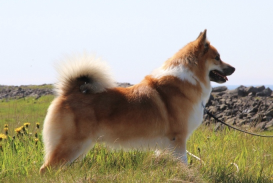 Leiru Sámur | Icelandic Sheepdog 