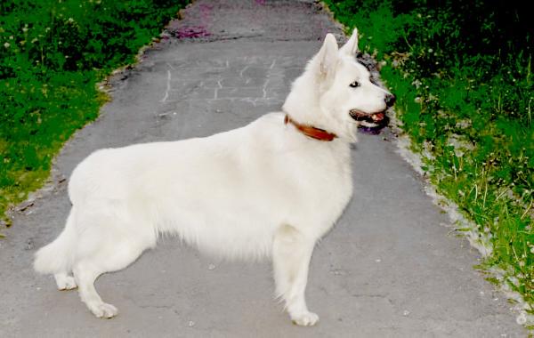Markiz de mark | White Swiss Shepherd Dog 