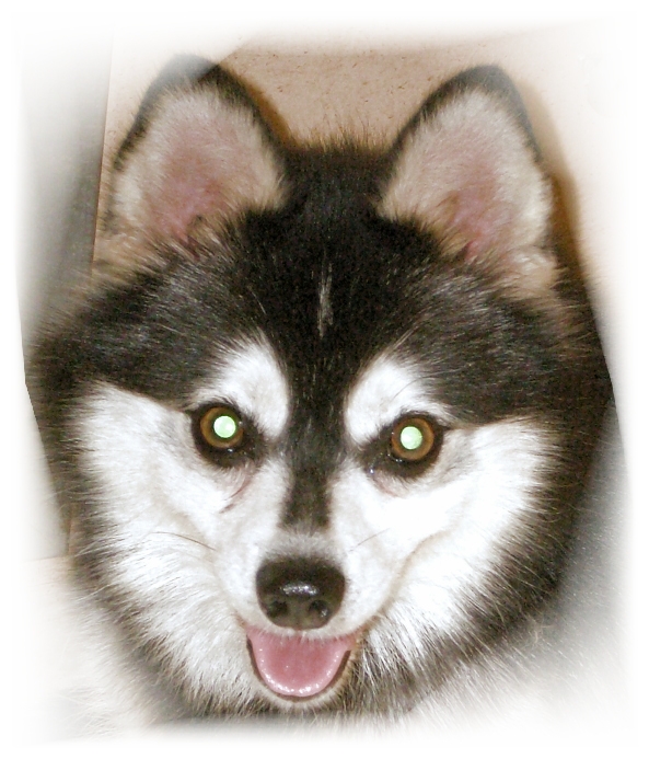 Wild West's Wyatt Earp | Alaskan Klee Kai 