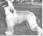 Crown Crest Topaz | Afghan Hound 