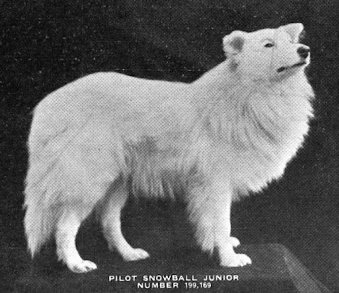 Pilot Snow Ball Jr (199169) | Rough Collie 