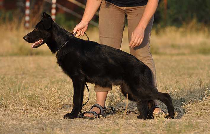 Yustas Azov Land | German Shepherd Dog 