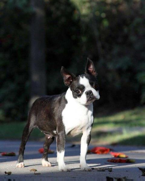 BANDIT SD DG OF J PASSARELLI | Boston Terrier 