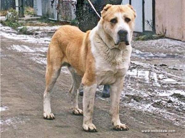 Orlan1 | Central Asian Shepherd Dog 