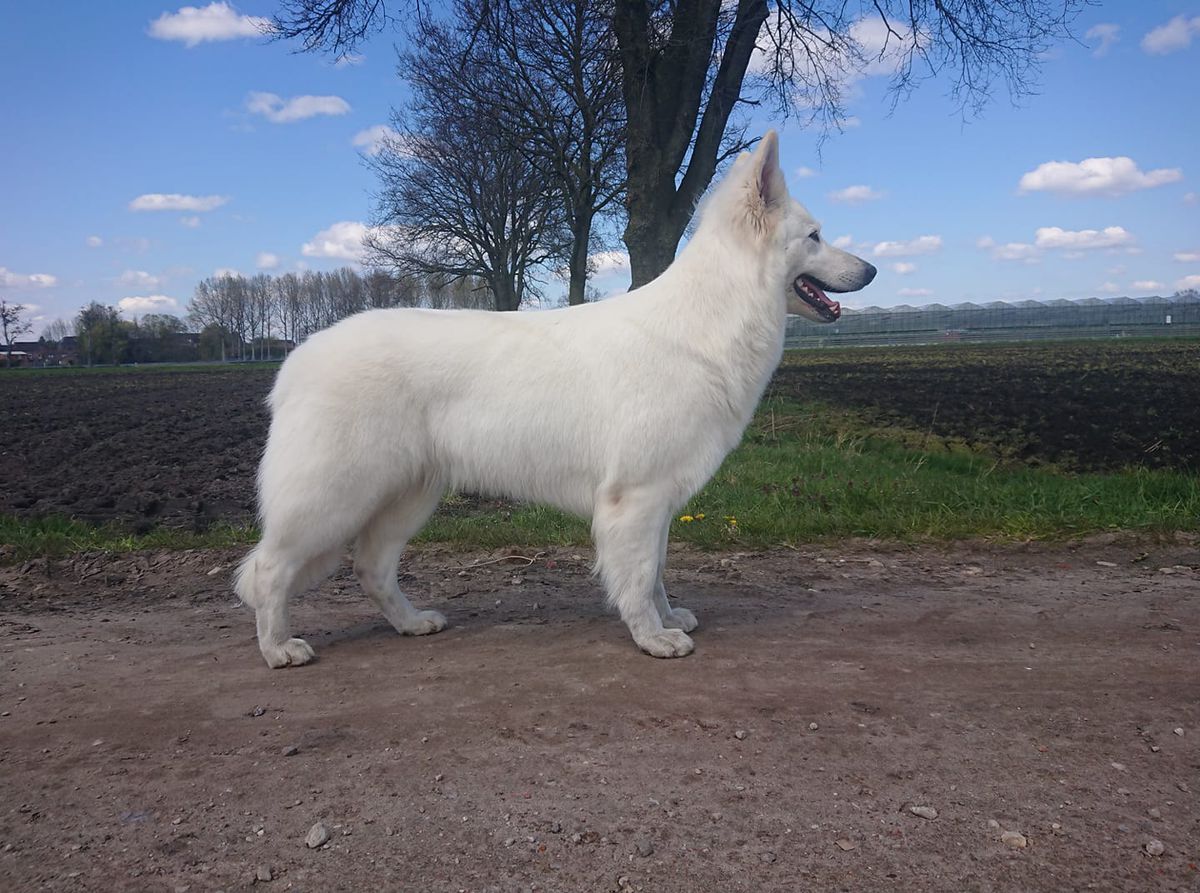 Raelynn Sweetheart of the Dutch Highlands | White Swiss Shepherd Dog 