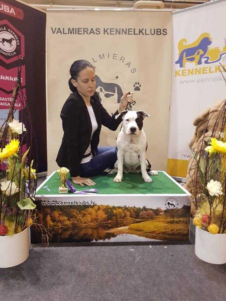 BALTIC FANTASTIC BEAUTY | American Staffordshire Terrier 