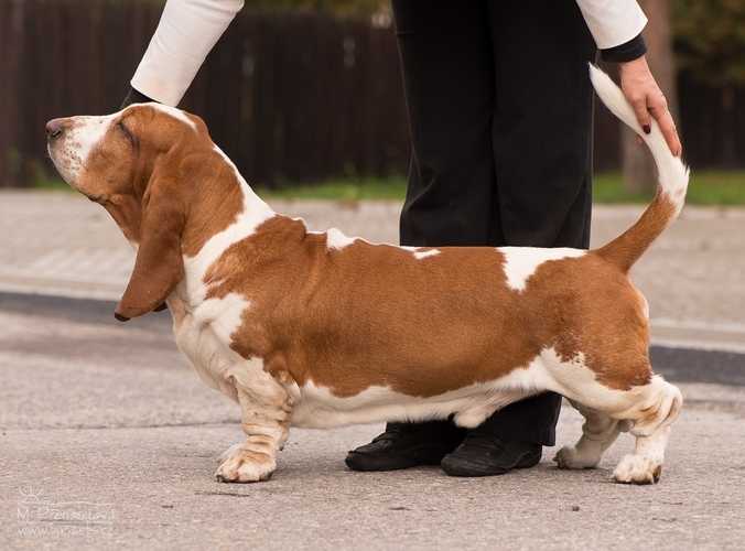 Pan Lady Barnett's | Basset Hound 