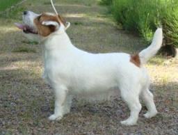 Brösing's Australian Wysiwyg | Jack Russell Terrier 