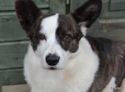 VIVAT VOLVERINE Funny Pem | Cardigan Welsh Corgi 