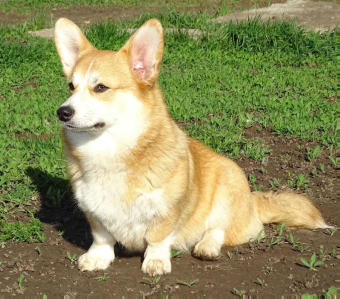 Aristokratichnaya Shtuchka Zolotaya Fortuna | Pembroke Welsh Corgi 