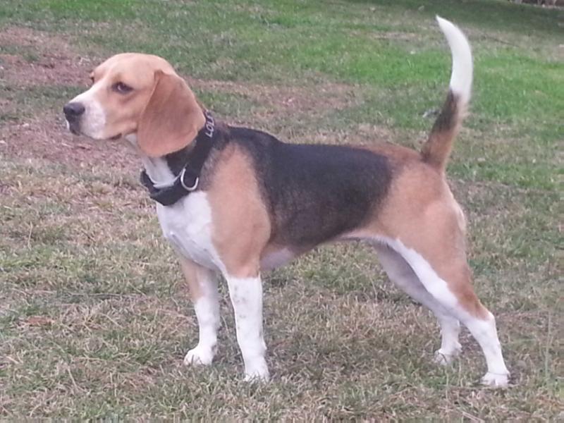 Roza (Lola) | Beagle 