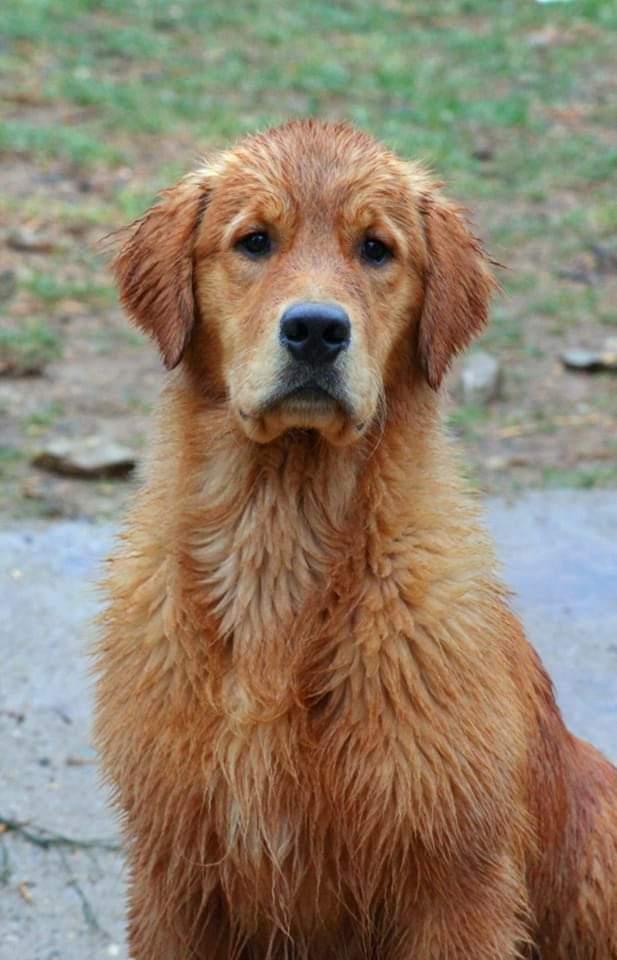 Brandon de Ria Vela | Golden Retriever 