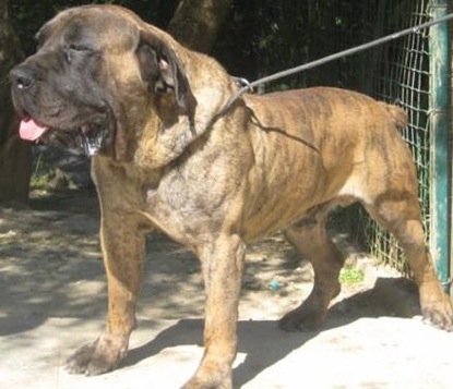 Grasland Gbt Ronto | African Boerboel 