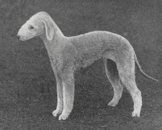 Radiance of Wrinstone | Bedlington Terrier 