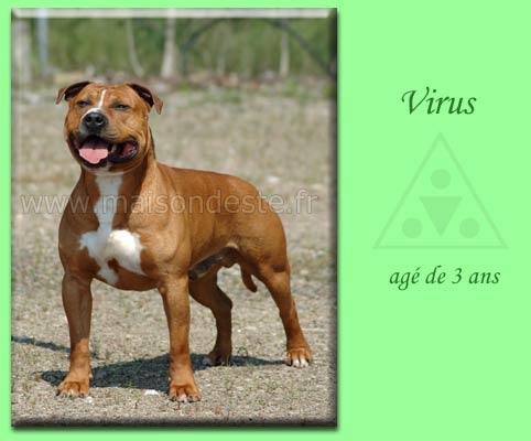 Virus De La Maison D'Este | American Staffordshire Terrier 