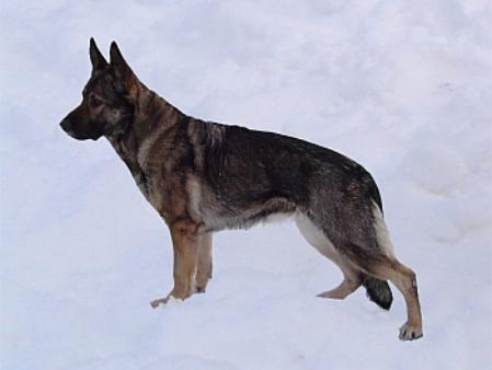 Inka vom Elfenschloß | German Shepherd Dog 