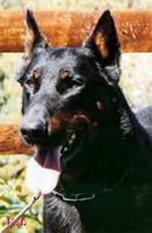 Dawake des Assiers | Beauceron 