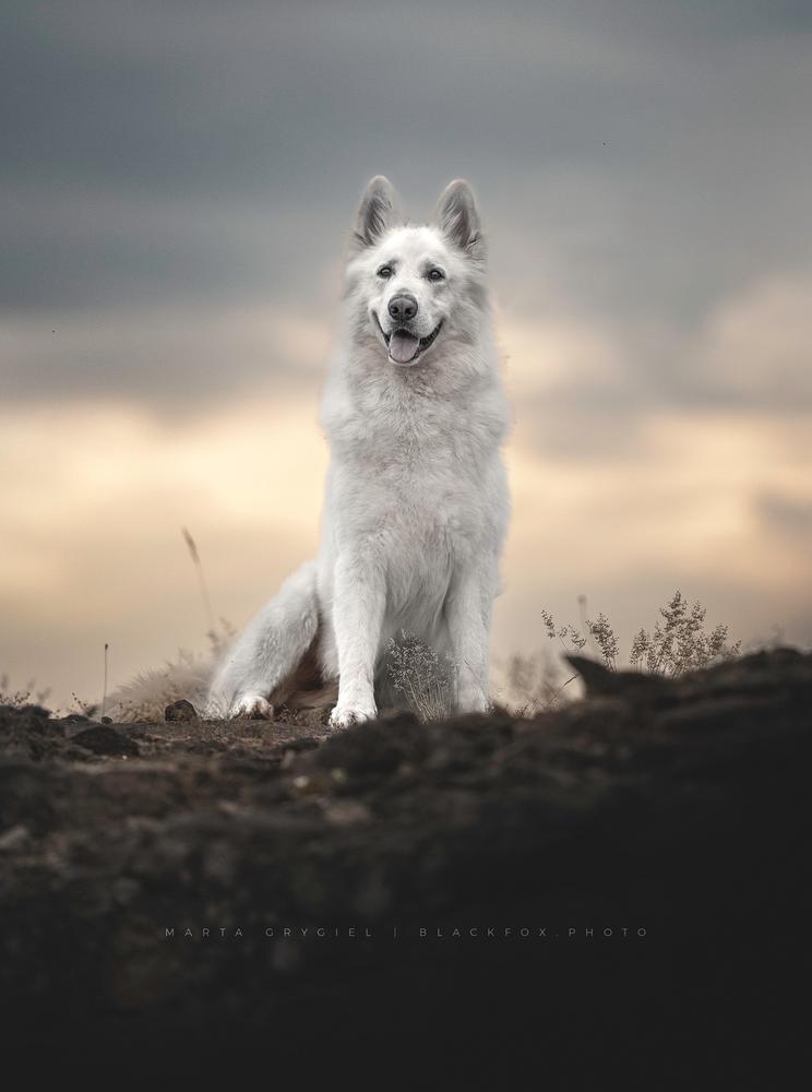 Mountain Wolves-Argentina JAMIE LANNISTER | White Swiss Shepherd Dog 