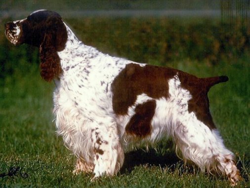 Topper della Giuliana | English Springer Spaniel 