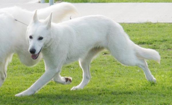 Andesyn Little Bit Jealous | White Swiss Shepherd Dog 