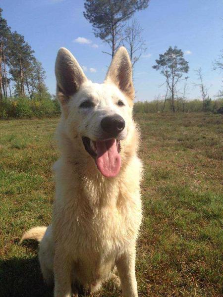 Masterpiece | White Swiss Shepherd Dog 