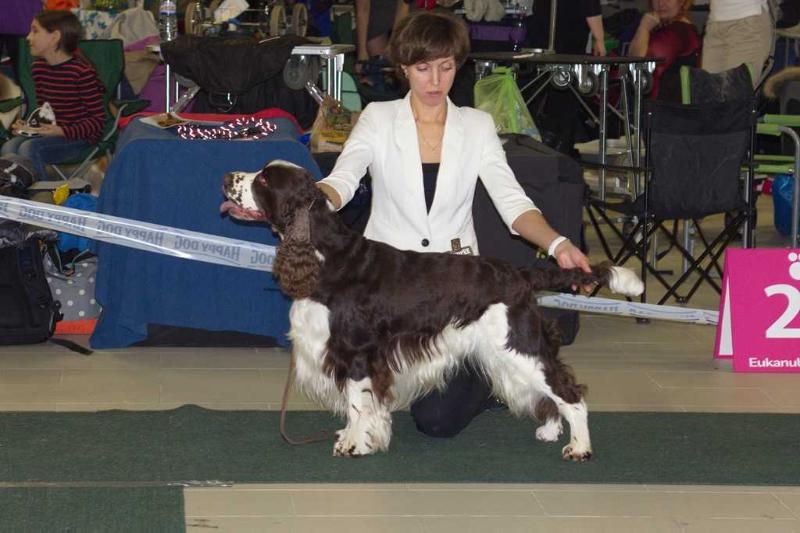 Foxberryhills Dark Chocolate | English Springer Spaniel 