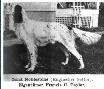 Count Noblestone (~1922) | English Setter 