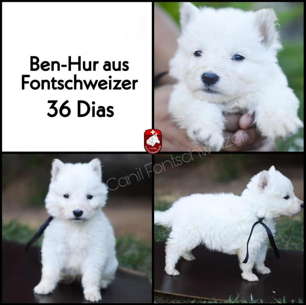 Ben-hur aus Fontschweizer | White Swiss Shepherd Dog 