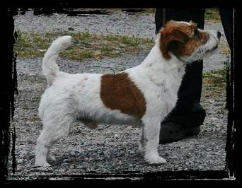 Saltisgardens Under Capricorn | Jack Russell Terrier 