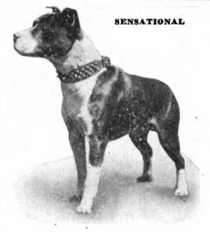 Sensational (From Woodlawn Kennels) | American Pit Bull Terrier 